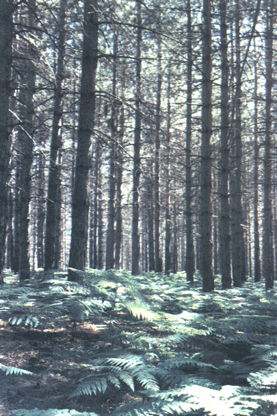 bosco.gif (213106 byte)